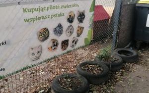 Dzień Kundelka (13)